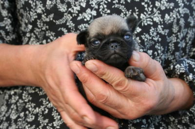 パグフォーンの子犬メス、生後３週間画像