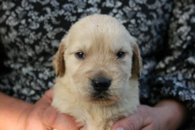 ゴールデンレトリバーの子犬オス、生後３週間画像