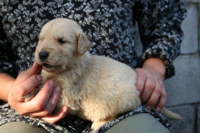 ゴールデンレトリバーの子犬オス、生後３週間画像