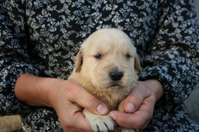 ゴールデンレトリバーの子犬メス、生後３週間画像