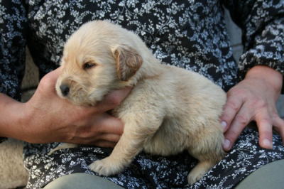 ゴールデンレトリバーの子犬メス、生後３週間画像