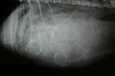 出産1週間前の妊娠犬のレントゲン写真