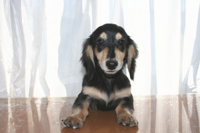 ミニチュアダックスブラッククリームの子犬オス、生後6ヶ月画像