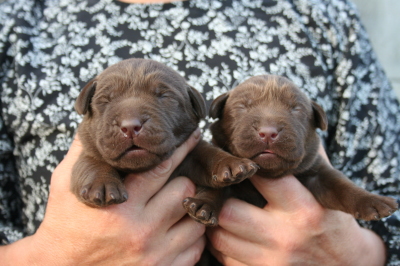 チョコラブ(ラブラドールチョコレート)の子犬オス、生後10日画像