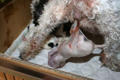 トイプードル犬の出産(お産)画像