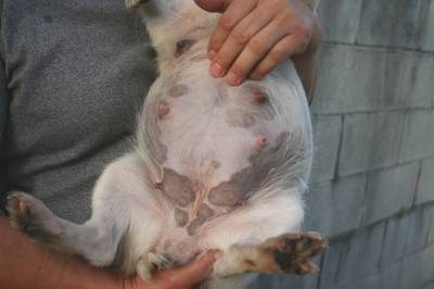 ジャックラッセルテリア妊娠犬画像