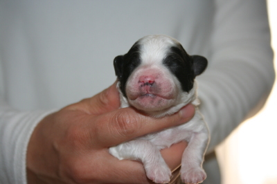 トイプードル白黒パーティー（ホワイト＆ブラック）の子犬オス、生後1週間画像