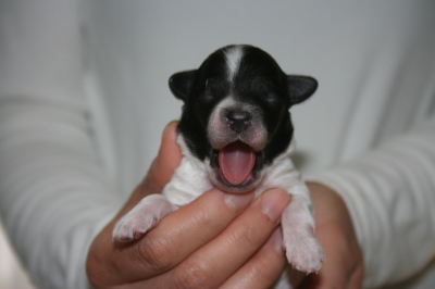 トイプードル白黒パーティー（ホワイト＆ブラック）の子犬メス、生後1週間画像