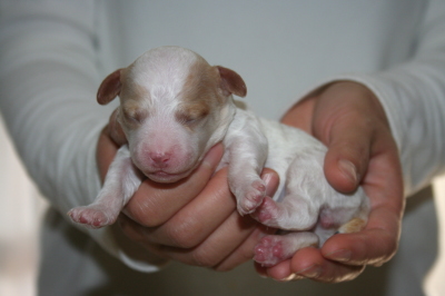 トイプードル白赤パーティー(ホワイト＆レッド)の子犬メス、生後1週間画像