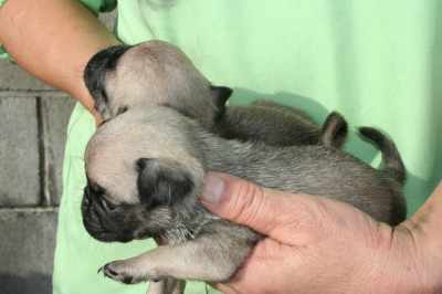 パグフォーンの子犬オス、生後1ヶ月過ぎ画像