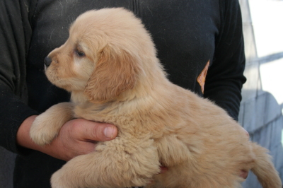 ゴールデンレトリバーの子犬メス、生後6週画像