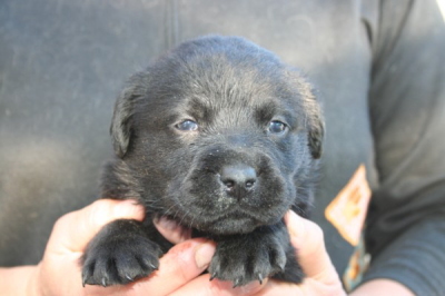 ラブラドールブラック(黒ラブ)の子犬オス、生後1ヶ月弱画像