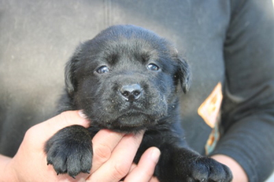 ラブラドールブラック(黒ラブ)の子犬メス、生後1ヶ月弱画像