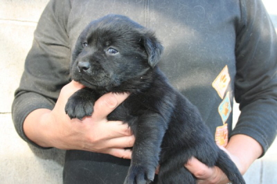 ラブラドールブラック(黒ラブ)の子犬メス、生後1ヶ月弱画像