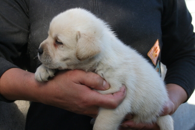 ラブラドールイエロー(クリーム色)ブラック(黒ラブ)の子犬オス、生後1ヶ月弱画像