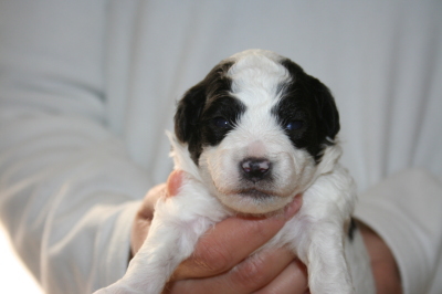 トイプードル白黒パーティー（ホワイト＆ブラック）の子犬オス、生後2週間画像