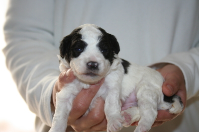トイプードル白黒パーティー（ホワイト＆ブラック）の子犬オス、生後2週間画像