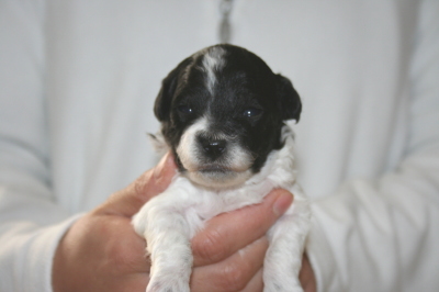 トイプードル白黒パーティー（ホワイト＆ブラック）の子犬メス、生後2週間画像