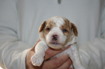 トイプードル白赤パーティー(ホワイト＆レッド)の子犬メス、生後2週間画像