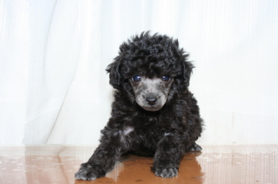 ティーカッププードルシルバー(グレー)の子犬オス、生後6週画像