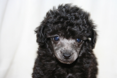 ティーカッププードルシルバー(グレー)の子犬オス、生後6週画像