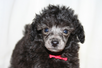 ティーカッププードルシルバー(グレー)の子犬メス、生後6週画像