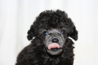 ティーカッププードルシルバー(グレー)の子犬メス、生後6週画像