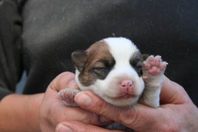 ジャックラッセルテリアの子犬メス、生後2週間画像