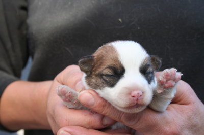 ジャックラッセルテリアの子犬メス、生後2週間画像