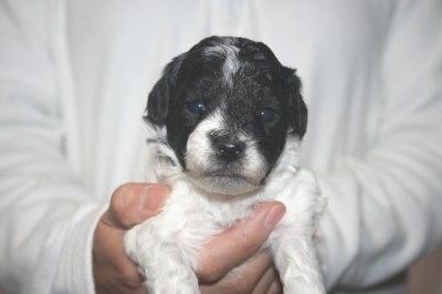 トイプードル白黒パーティー（ホワイト＆ブラック）の子犬メス、生後3週間画像
