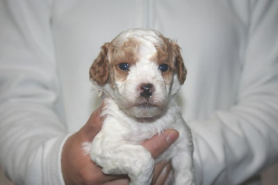 トイプードル白赤パーティー(ホワイト＆レッド)の子犬メス、生後3週間画像