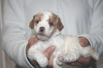 トイプードル白赤パーティー(ホワイト＆レッド)の子犬メス、生後3週間画像