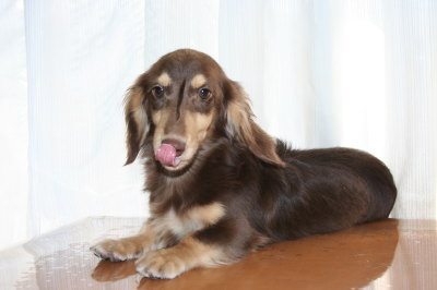 ミニチュアダックスチョコクリームの子犬オス、生後6ヶ月画像