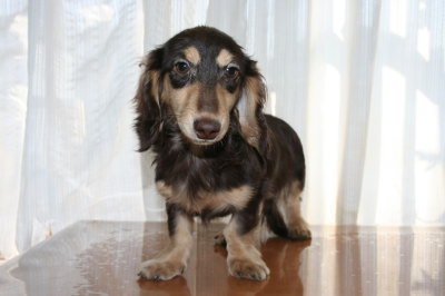 ミニチュアダックスチョコクリームの子犬オス、生後6ヶ月画像
