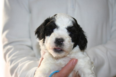 トイプードル白黒パーティー（ホワイト＆ブラック）の子犬オス、生後4週間画像
