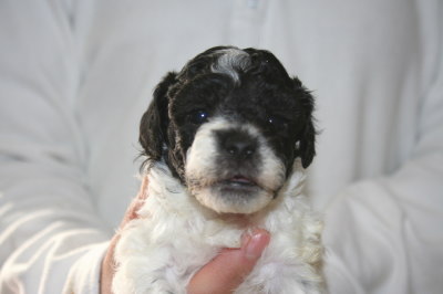 トイプードル白黒パーティー（ホワイト＆ブラック）の子犬メス、生後4週間画像