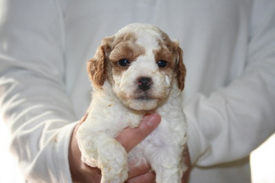 トイプードル白赤パーティー(ホワイト＆レッド)の子犬メス、生後4週間画像