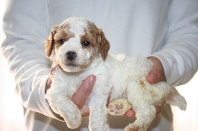 トイプードル白赤パーティー(ホワイト＆レッド)の子犬メス、生後4週間画像