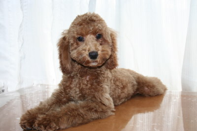 トイプードルレッドの子犬オス、生後4ヶ月画像