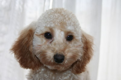 トイプードルアプリコットの子犬メス、生後4ヶ月画像