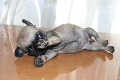 パグフォーンの子犬メス、生後2ヶ月画像