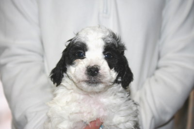 トイプードル白黒パーティー（ホワイト＆ブラック）の子犬オス、生後5週間画像