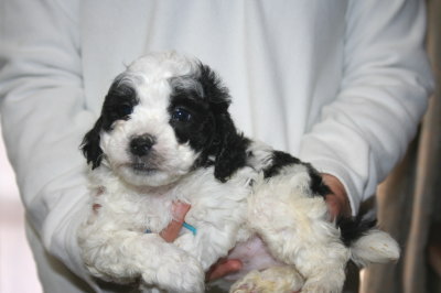 トイプードル白黒パーティー（ホワイト＆ブラック）の子犬オス、生後5週間画像
