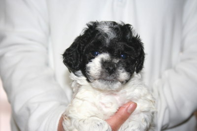 トイプードル白黒パーティー（ホワイト＆ブラック）の子犬メス、生後5週間画像