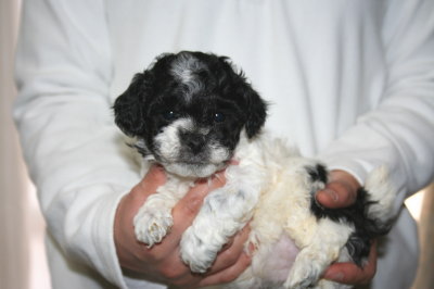 トイプードル白黒パーティー（ホワイト＆ブラック）の子犬メス、生後5週間画像