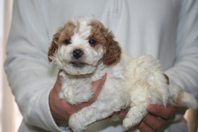 トイプードル白赤パーティー(ホワイト＆レッド)の子犬メス、生後5週間画像