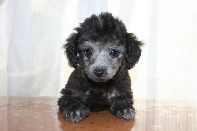 ティーカッププードルシルバー(グレー)の子犬オス、生後2ヶ月画像