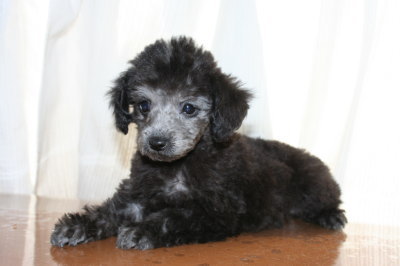ティーカッププードルシルバー(グレー)の子犬オス、生後2ヶ月画像