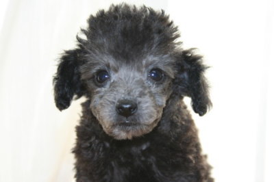 ティーカッププードルシルバー(グレー)の子犬メス、生後2ヶ月画像