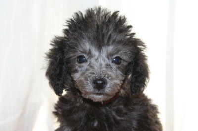 ティーカッププードルシルバー(グレー)の子犬メス、生後2ヶ月画像